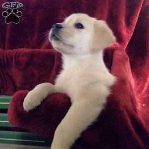 Veronica, Golden Labrador Puppy